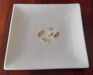 Chicken pieces, teeny tiny ones for fussy eaters – fun recipe for fussy eaters NZ, Judith Yeabsley|Fussy Eating NZ, #chicken, #chickenpieces, #chickenforfussyeaters, #chickenforpickyeaters, #trynewfoods, #funfoodsforpickyeaters, #funfoodsdforfussyeaters, #Recipesforpickyeaters, #helpforpickyeaters, #helpforpickyeating, #Foodforpickyeaters, #theconfidenteater, #wellington, #NZ, #judithyeabsley, #helpforfussyeating, #helpforfussyeaters, #fussyeater, #fussyeating, #pickyeater, #pickyeating, #supportforpickyeaters, #winnerwinnerIeatdinner, #creatingconfidenteaters, #newfoods, #bookforpickyeaters, #thecompleteconfidenceprogram, #thepickypack