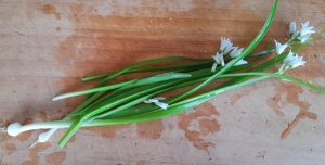 Onion weed – an adventure for fussy eaters – fun recipe for fussy eaters NZ, Judith Yeabsley|Fussy Eating NZ, #onionweed, #pickingfoodforfussyeaters, #pickingfoodforpickyeaters, #trynewfoods, #funfoodsforpickyeaters, #funfoodsdforfussyeaters, #Recipesforpickyeaters, #helpforpickyeaters, #helpforpickyeating, #Foodforpickyeaters, #theconfidenteater, #wellington, #NZ, #judithyeabsley, #helpforfussyeating, #helpforfussyeaters, #fussyeater, #fussyeating, #pickyeater, #pickyeating, #supportforpickyeaters, #winnerwinnerIeatdinner, #creatingconfidenteaters, #newfoods, #bookforpickyeaters, #thecompleteconfidenceprogram, #thepickypack